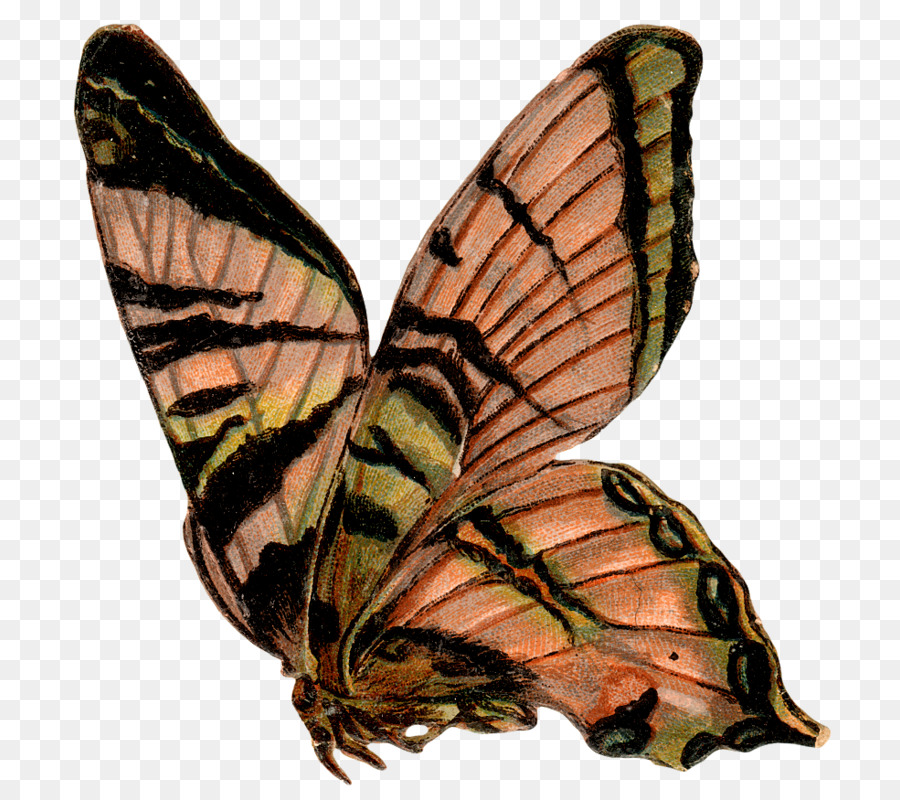 Monarch butterfly Pieridae Gossamer winged Schmetterlinge, Motten - Schmetterling