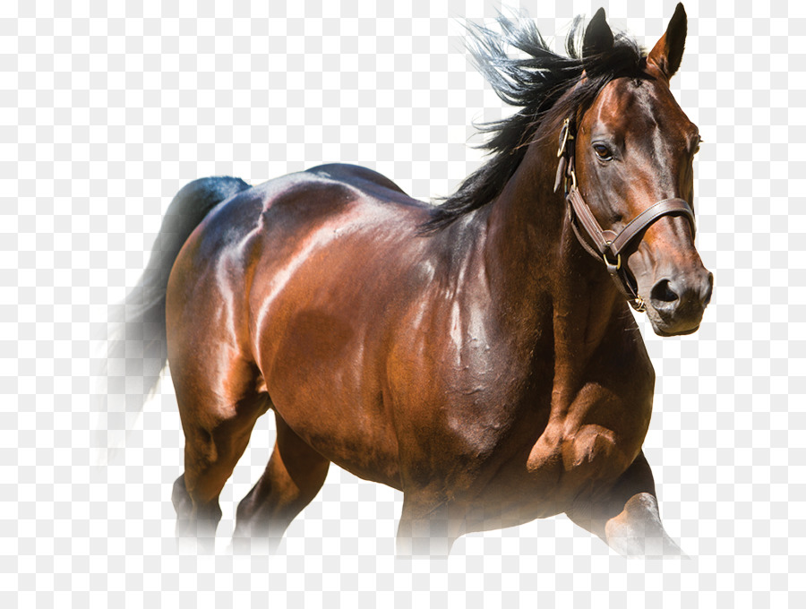 Stallion Standardbred Mustang Mare Colt - mustang