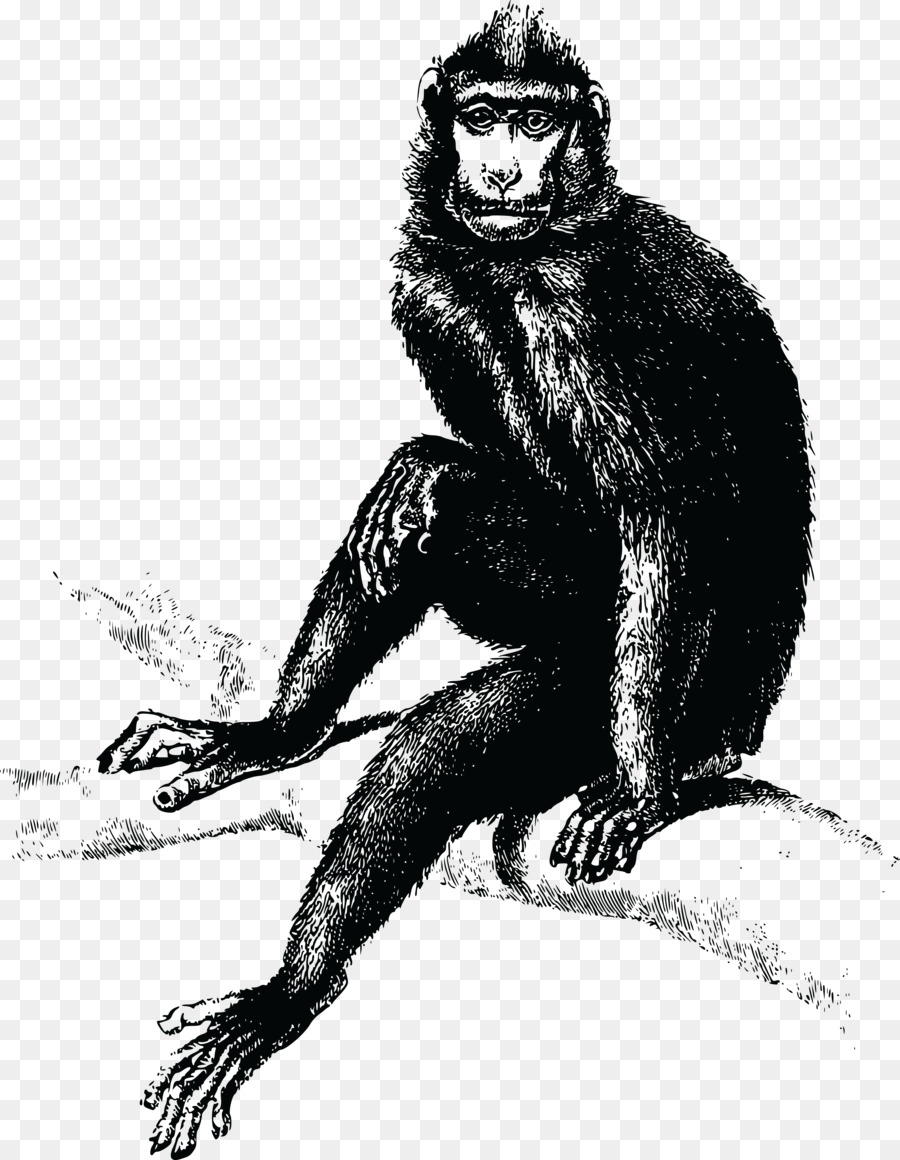 Scimpanzé comune Gorilla Il Male Scimmia T-shirt - Gorilla