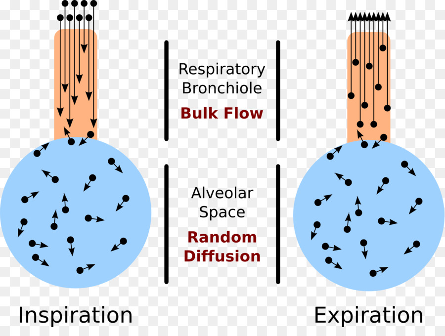 Alveoläre Luft, die Gleichung Lungen-Alveole Atmosphäre der Erde Blut Ventilation/perfusion-Verhältnis - Blut