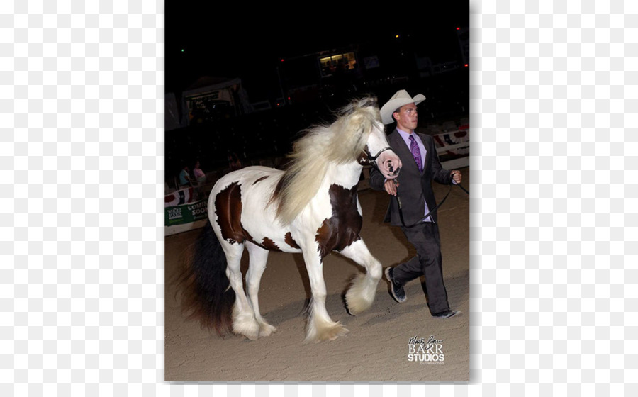Stallone Gypsy horse Pony Briglia mostra del Cavallo - luna mostra