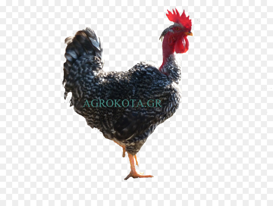 Rooster Australorp Màu Braekel Gà như thức ăn - hen loài