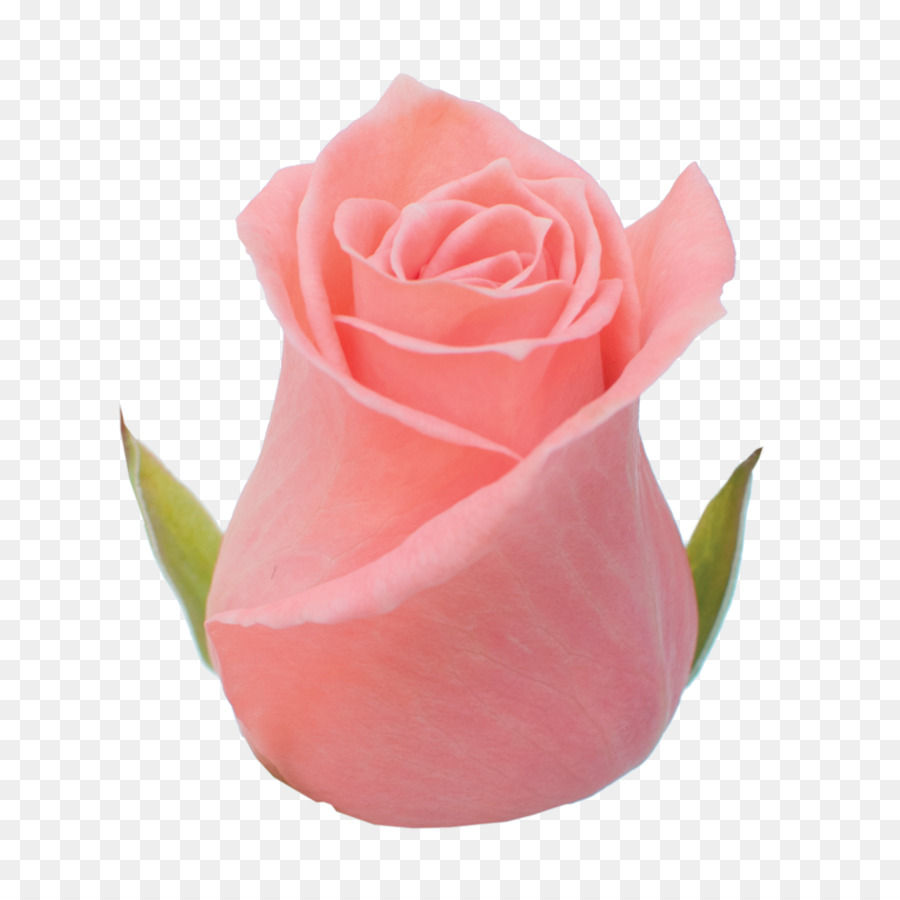 Le rose da giardino Cavolo Rosa di Petali di fiori recisi - una rosa