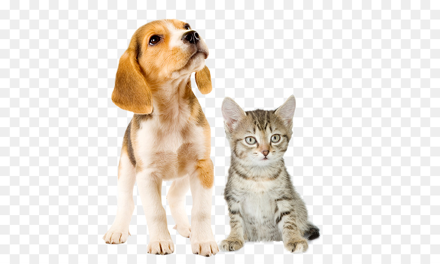 Beagle-Welpen-Kätzchen-Dalmatiner-Hund-West Highland White Terrier - Welpen