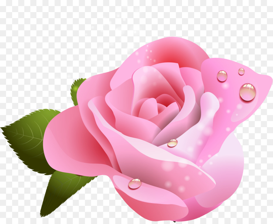 Rose da giardino Bianco Rosso Giallo - aprire i fiori
