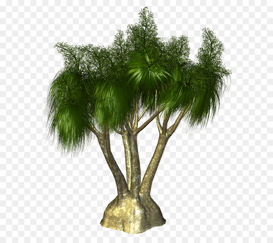 Arecaceae Albero Sempreverde Ramo Di Salice - vf