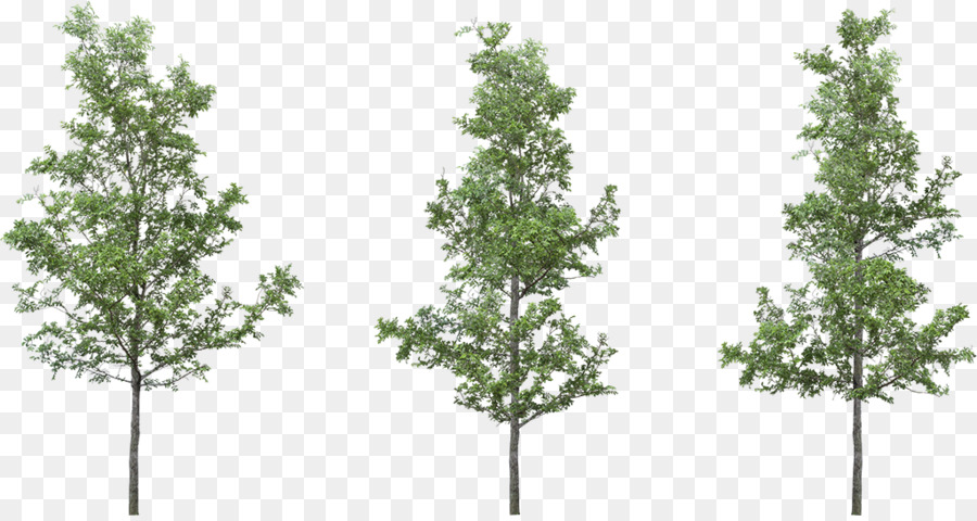 Baumes Silver birch Clip-art - Baum