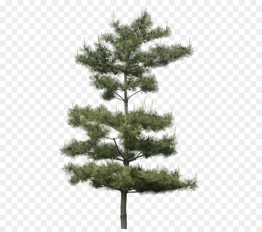 Albero Pianta di Pinus thunbergii - se