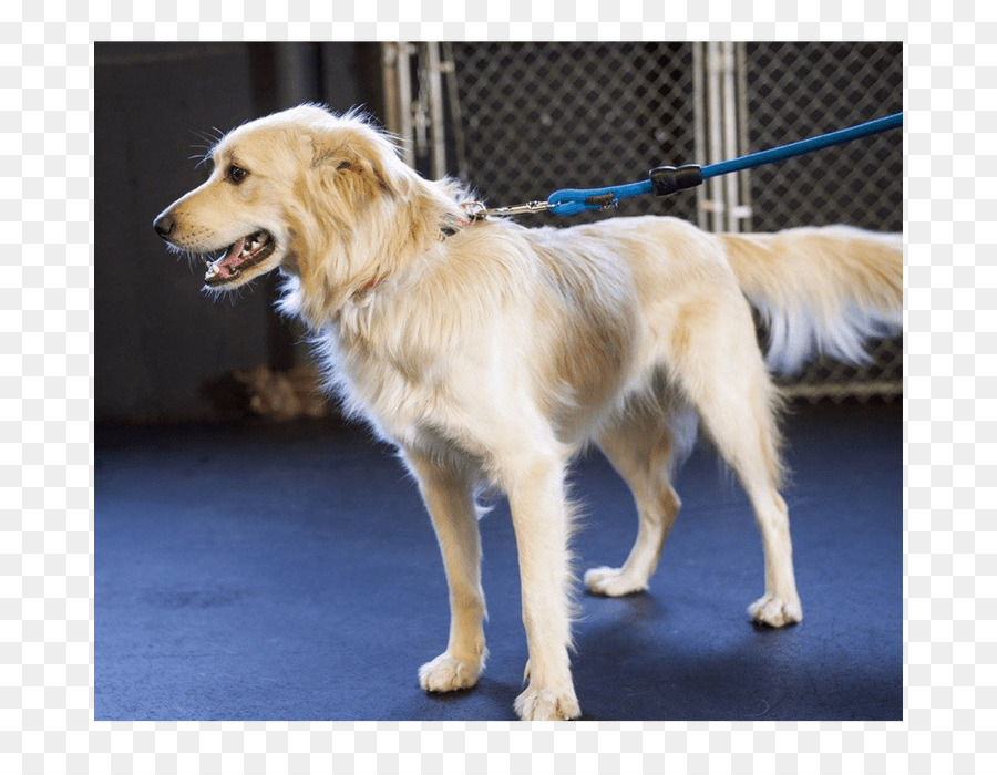 Golden Retriever Cane di razza cane da compagnia Spaniel - Golden retriever