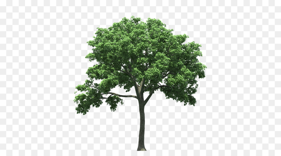 Olmo americano Albero di Cedro olmo Quercus polymorpha Acero - albero