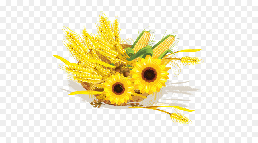 Gemeinsame Sonnenblumen-Weizen-Mais Getreide-Mais auf cob - Weizen