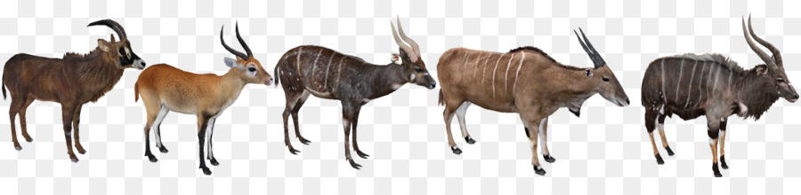 Antilope Phủ Lý Horn Krabbe Lippenbalsam - andere