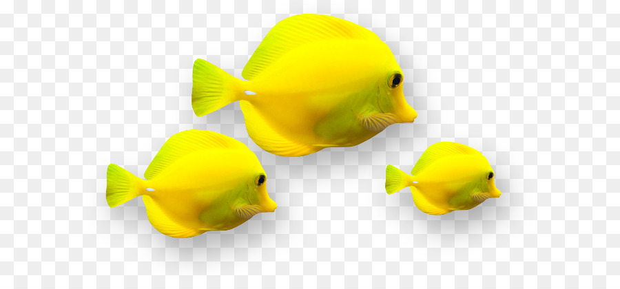 Cá kiểng màu Vàng - cá