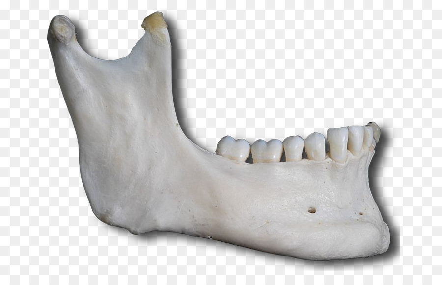 Mascella Mandibola Viso scheletro Osseo Anatomia - cranio