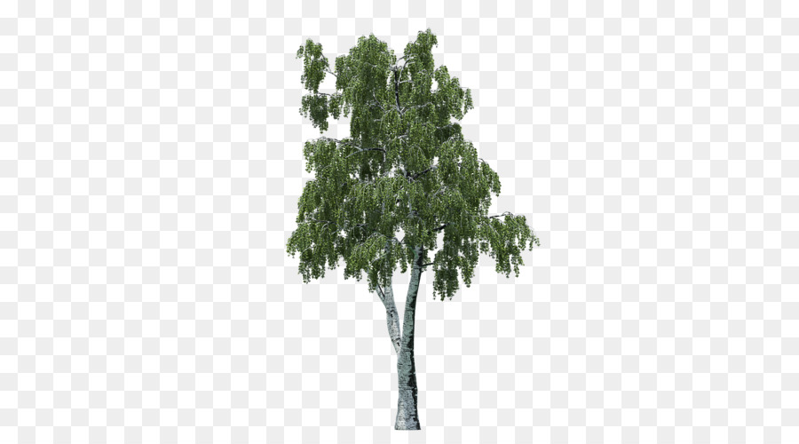 Zweig Baum Lepidodendron Coast redwood-Eiche - Baum