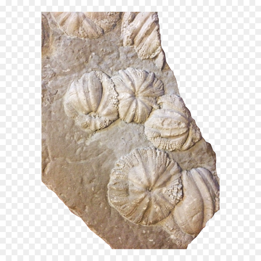 Scultura in pietra del 19 ° secolo, Cnidari Jurassic Coelenterata - roccia