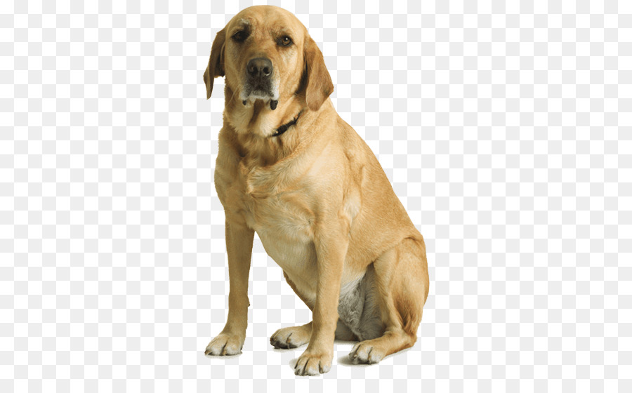 Labrador chó Săn Vàng Pit bull anh Đặt chiếc Mũ - Chó Săn Vàng