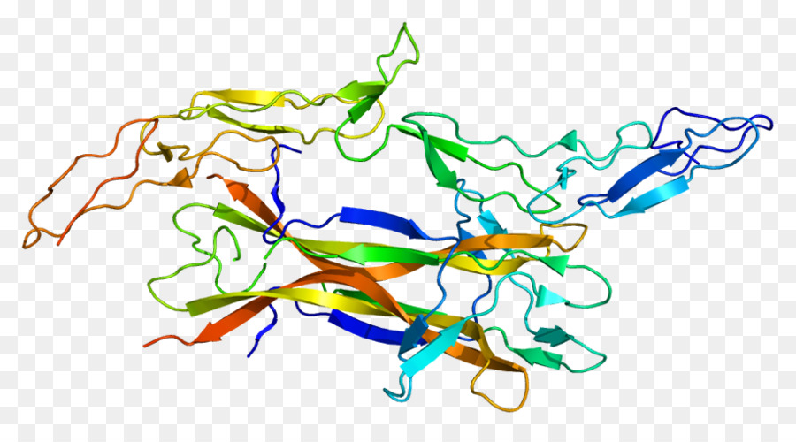 Low affinity nerve growth factor Neurotrophin rezeptor Neurotrophic factor receptor - Der epidermale Wachstumsfaktor rezeptor