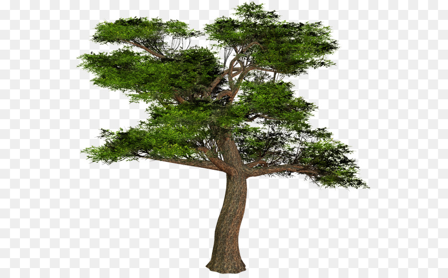 Zweig Baum Bonsai Clip-art - Baum