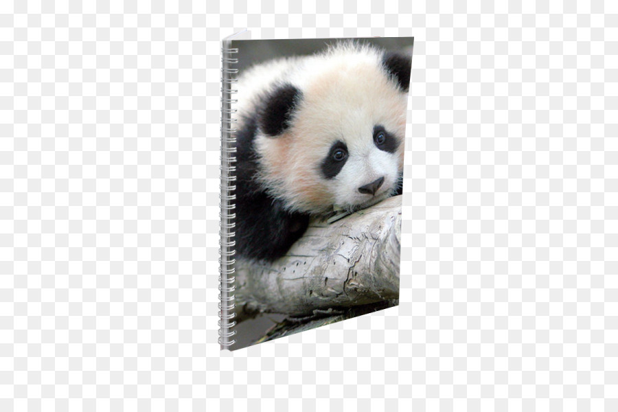 Giant panda Red panda Baby Pandabären Tier - tragen
