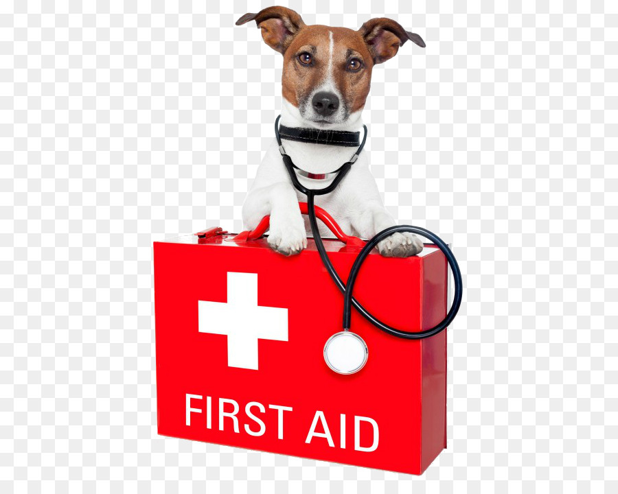 Hund, Haustier sitzen, Haustier Erste Hilfe und Notfall-Kits, Erste-Hilfe-Versorgt - Hund