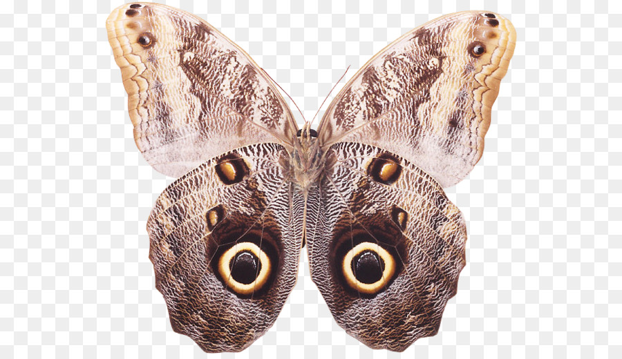Bàn chân bướm Bướm Moth - bướm