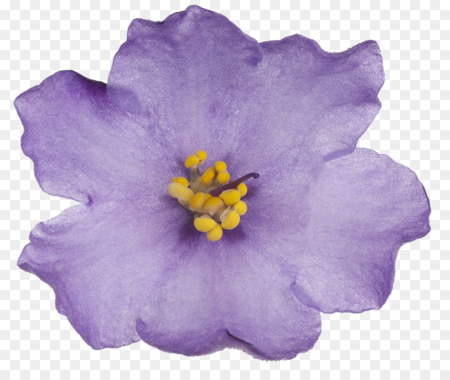 Violet cổ phiếu hoa râm màu - những người khác