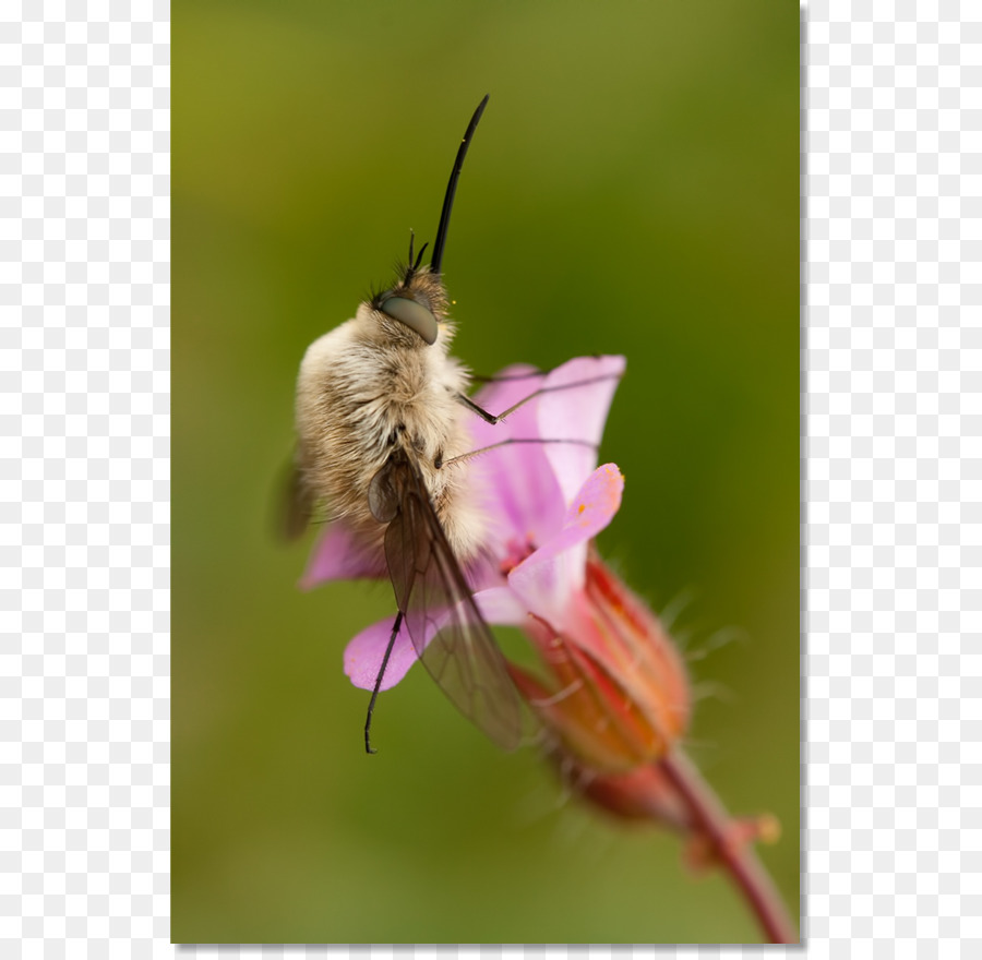 Honey bee Moth Nektar, Pollen - Biene