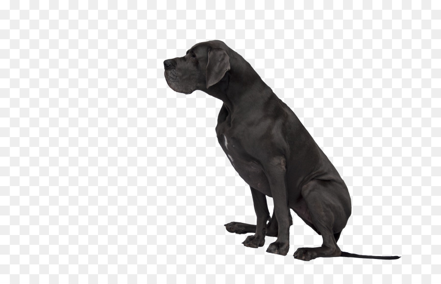 Dogge Labrador Retriever Cane Corso Dog breed Puppy - Welpen