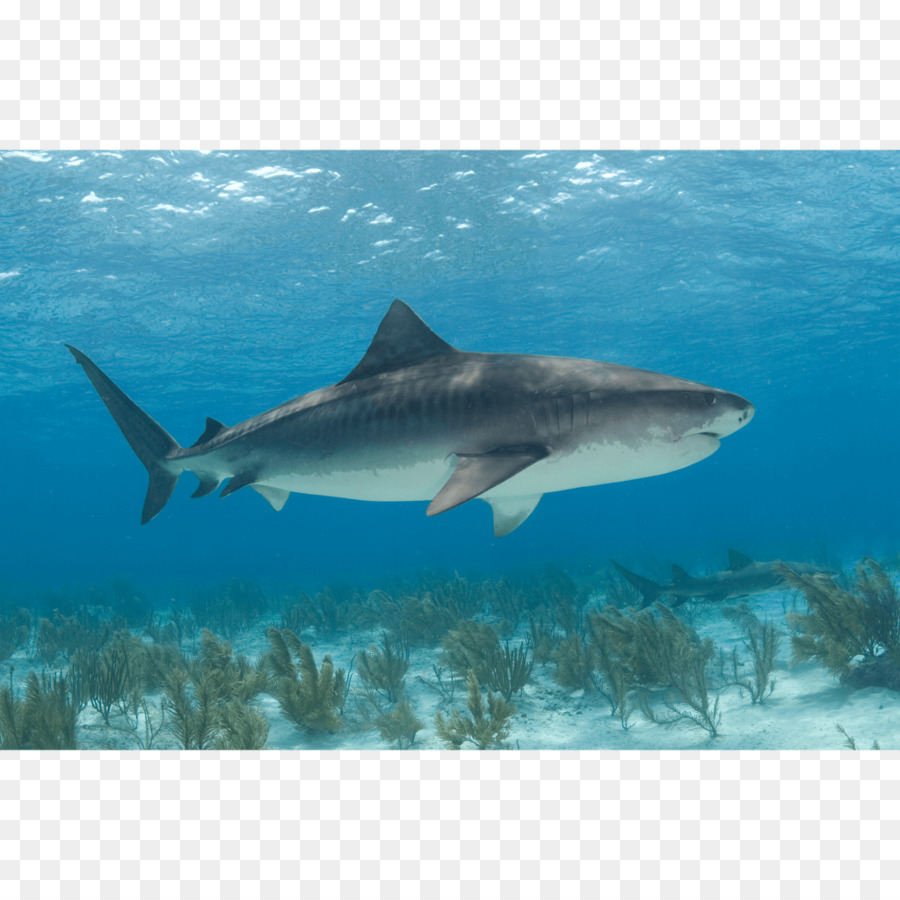Tiger shark-Great white shark Leinwand drucken - Hai