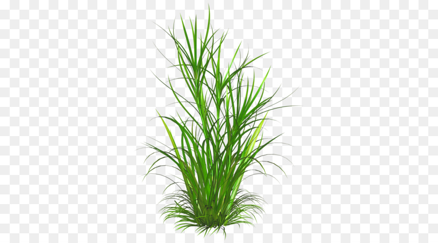 Unkraut Rasen Gras Zier pflanze clipart - gras