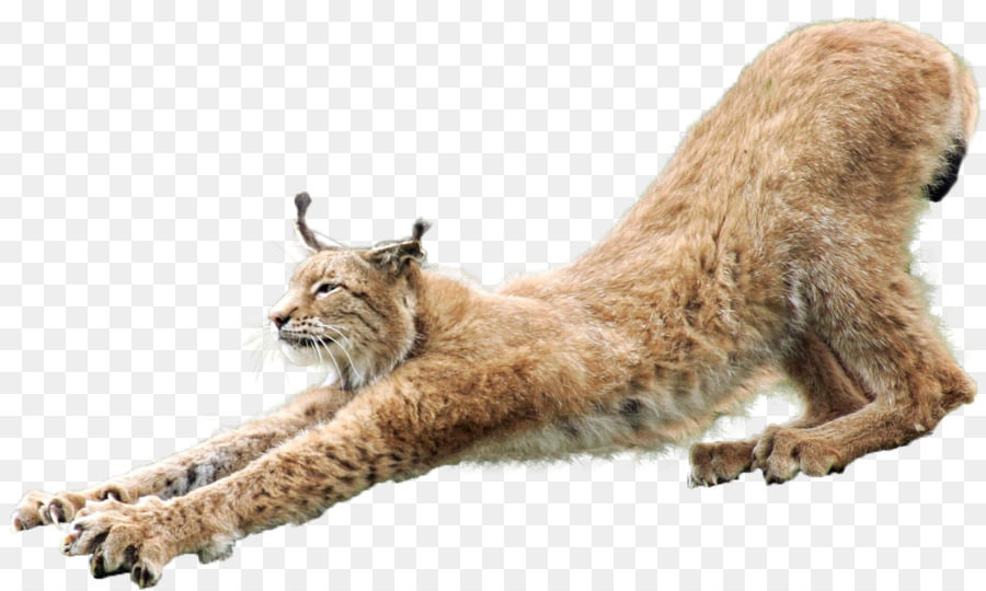 Eurasischer Luchs Wildkatze clipart - lynxhd