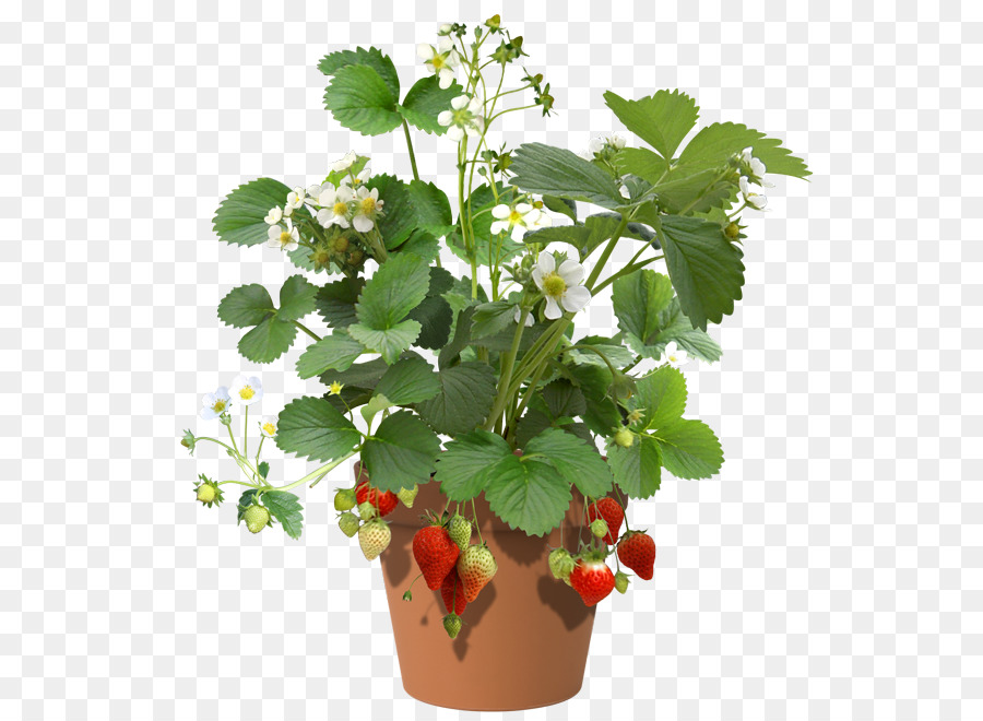 Strawberry Shortcake Pflanze-Wasser-Spinat-Käsekuchen - Erdbeere