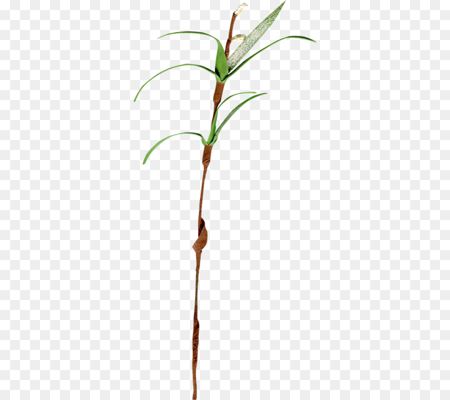 Zweig, Pflanze, Stamm-Blatt der Gräser-Familie - Blatt