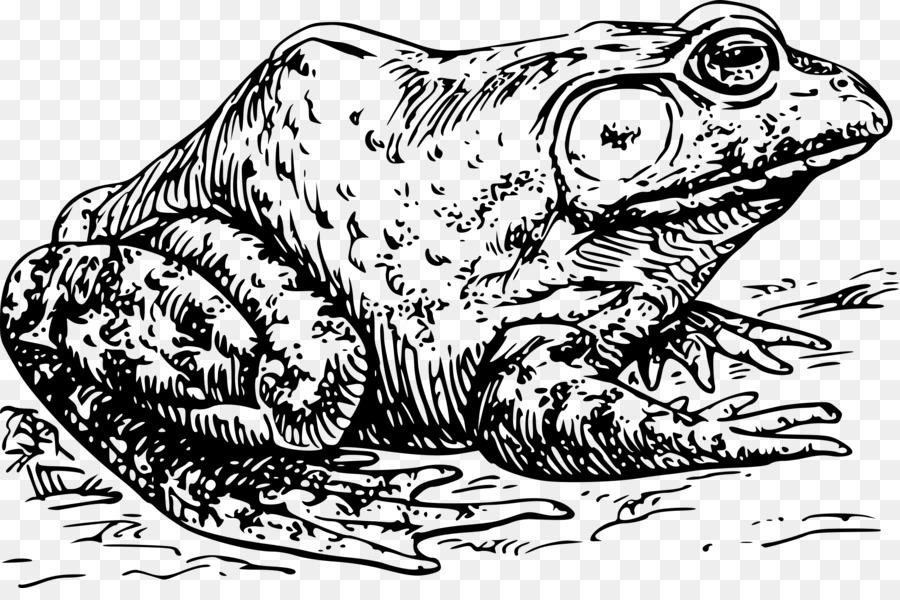 American bullfrog Clip art - Krötenschwarzundweiß