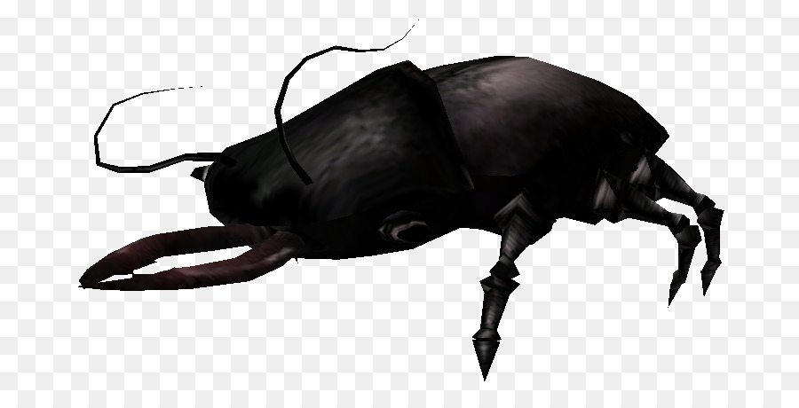 Japanese Rhinoceros Beetle Insect