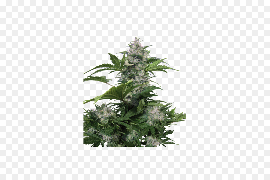 Autoflowering cannabis Samen-Marihuana-White-dwarf-Roter Zwerg - cannabis Samen