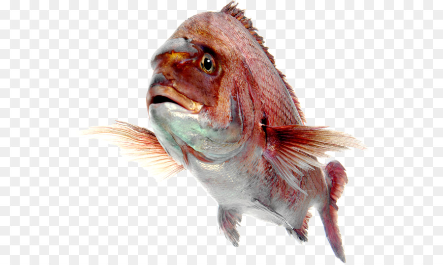 Pesce rosso Settentrionale snapper Sfondo del Desktop - pesce