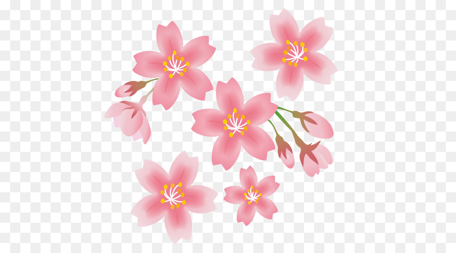 Fiori di ciliegio, Fiore di Primavera - fiore di ciliegio