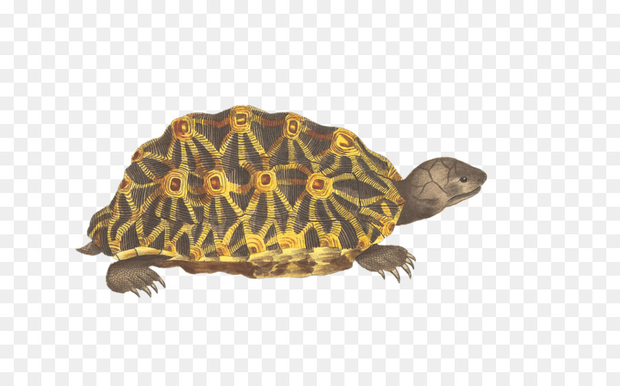 Schildkröte Reptil-Geometrische Schildkröte Tier - isoliert