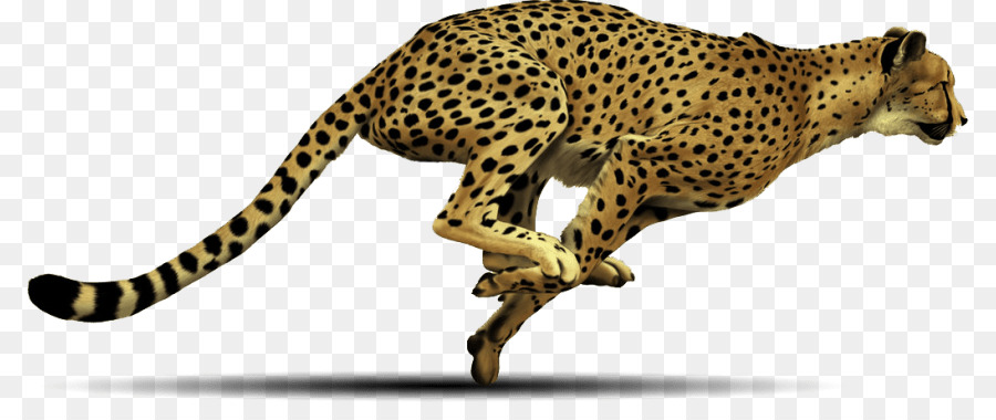 Máy tính Biểu tượng Tải về Clip nghệ thuật - cheetah in