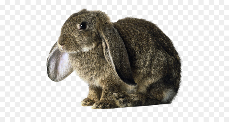 Domestic rabbit Holland Lop Basset Hound deutschen Lop - Kaninchen