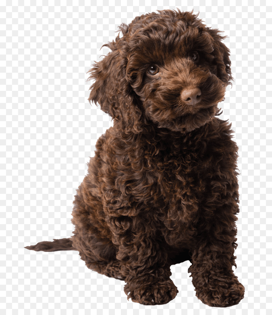 Molly 's Story: A Dog' s Purpose Roman Eines Hundes Reise Labradoodle Pudel - Labradoodle