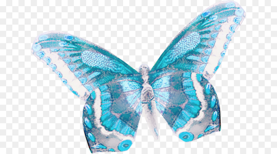 Farfalla Alcon blu Insetto Lepidottero - farfalla