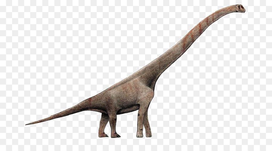 Sauroposeidon Brachiosaurus Giraffatitan Europasaurus Abrosaurus - Dinosaurier