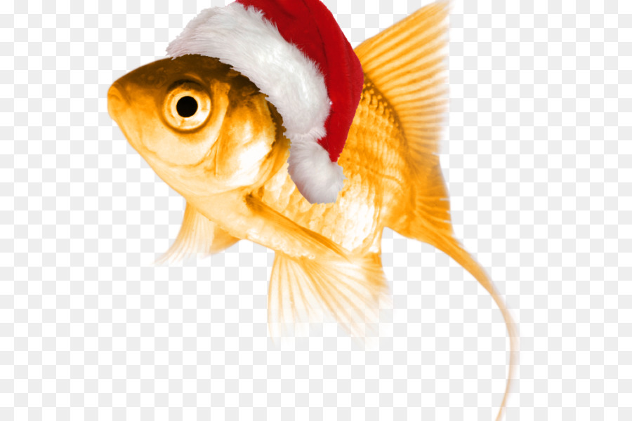 Goldfish La personalità normale Pensiero - cat in the hat pesce