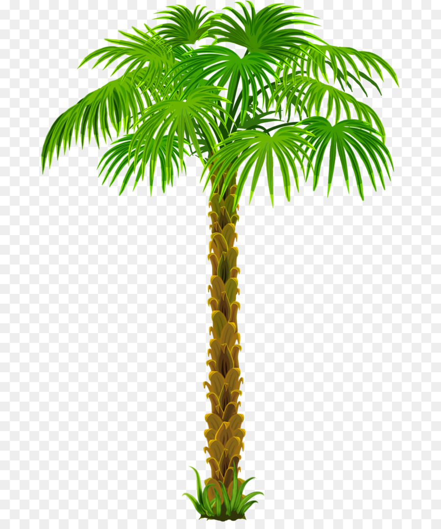 Asiatische palmyra palm Kokos Arecaceae - Kokos