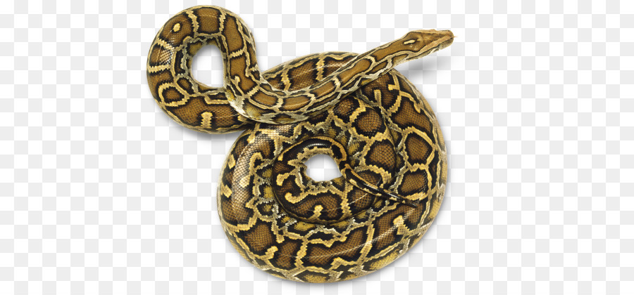 Serpente pitone Birmano Python molurus Rettile - serpente pitone
