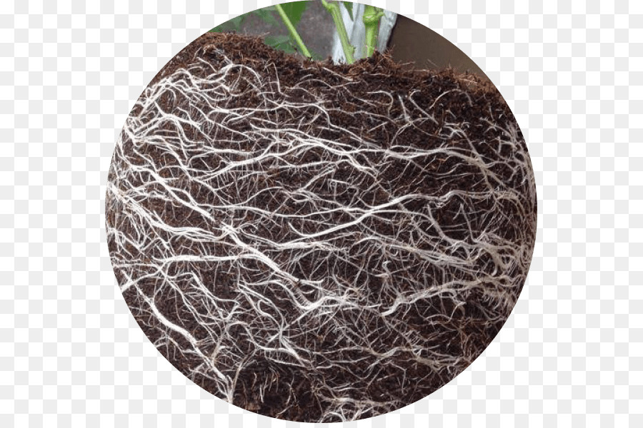 La ramificazione - la radice della pianta
