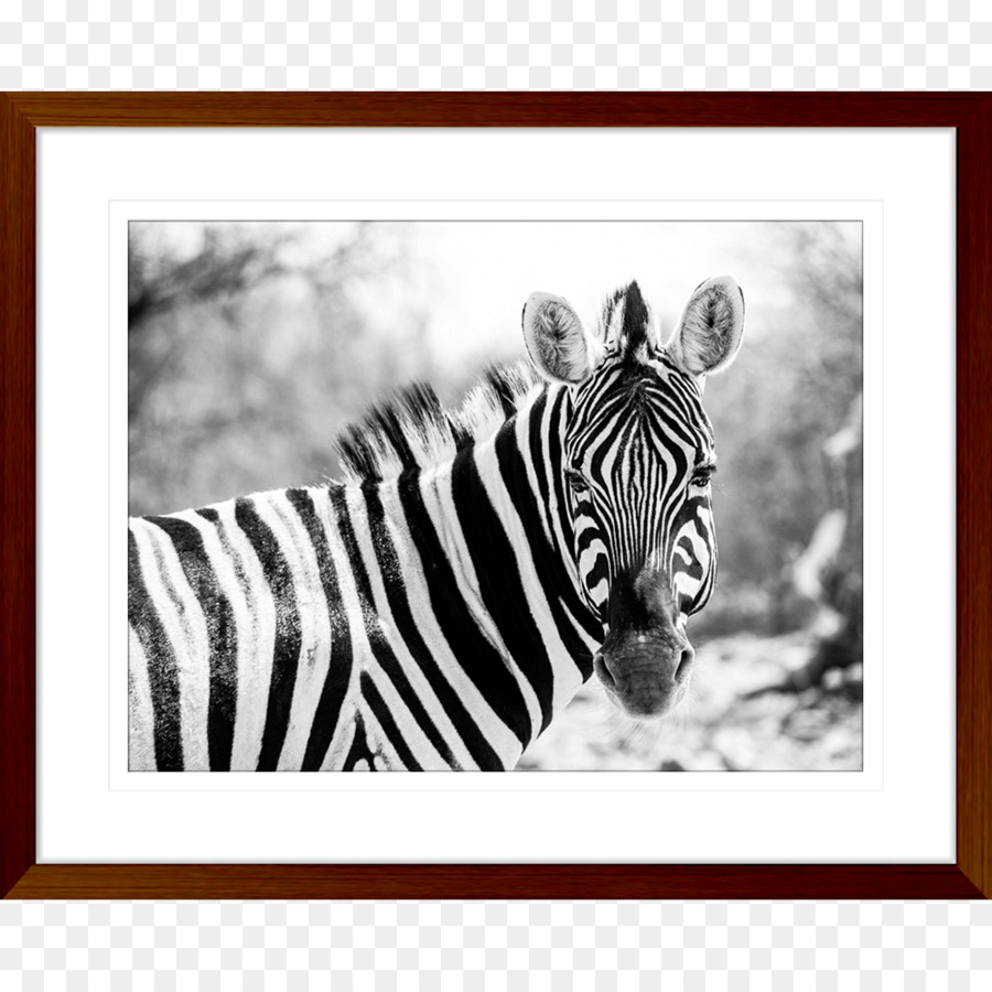 Quagga National Zoological Park zebra di Grévy Gnu - zebra